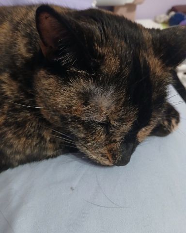 Cute tortoise shell (tortie) named Sprinkles
