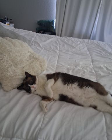Cute domestic short hair cat named fluffer