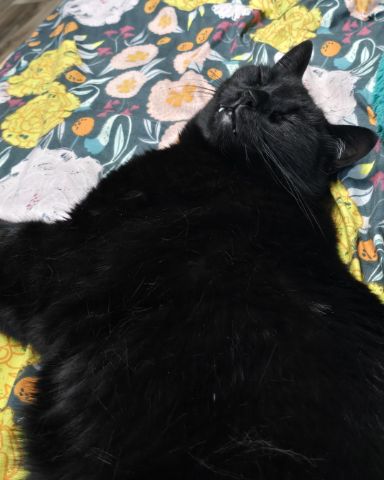 Cute cat named Balerion