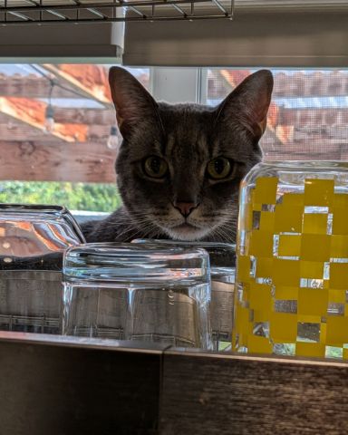 Cute cat named Oscar