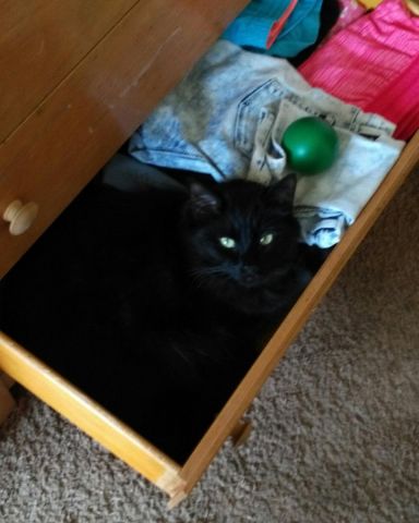 Cute Unsure named Sylvester