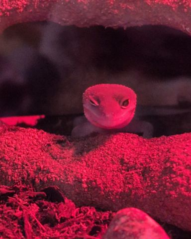 Cute blizzard lepord gecko named crystal