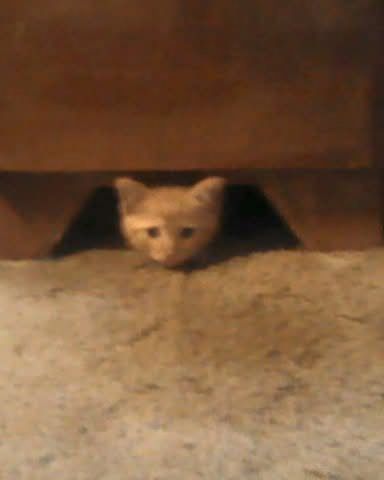Cute tabby named Tiger