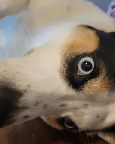 Cute 1/4 Chihuahua 3/4 Queensland healer named Billy