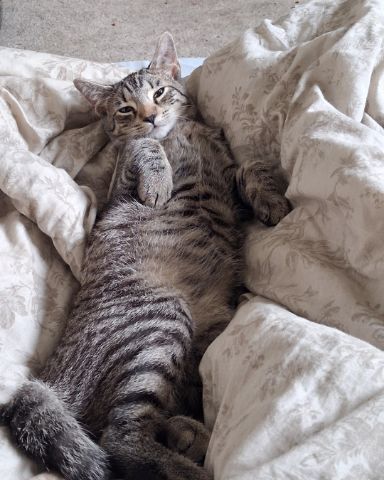 Cute cat named scar