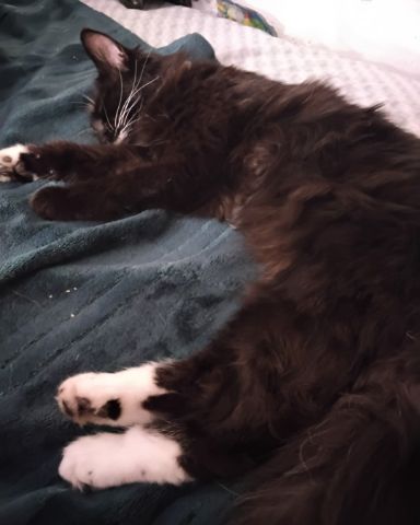 Cute Tuxedo named Opal