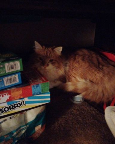Cute cat named Lucky