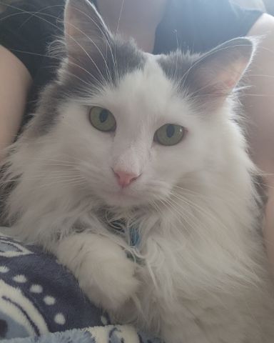 Cute cat named Twinkie