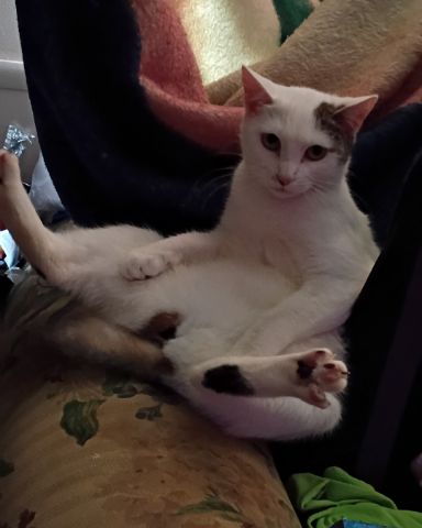 Cute cat named SnowBall