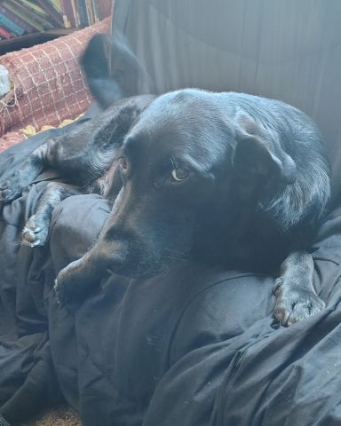 Cute black Lab German Shepherd mix named Titan