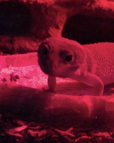 Cute blizzard lepord gecko named crystal