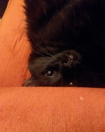 Cute Unsure named Sylvester