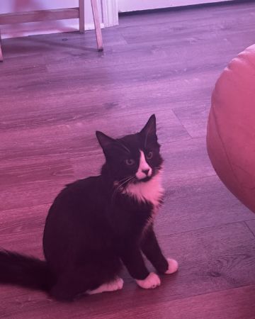 Cute cat named Cookies & cream
