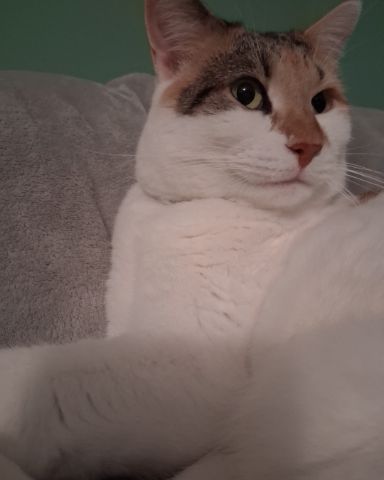 Cute Calico maincoon named Callie