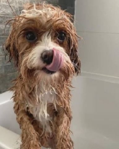 Cute dog named shelter Dogs