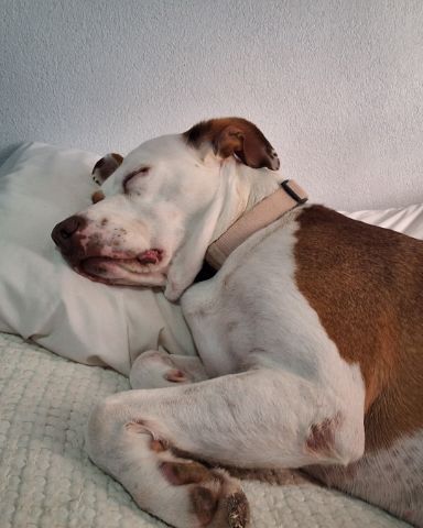 Cute Australian shepherd pit bull mix named Daisy