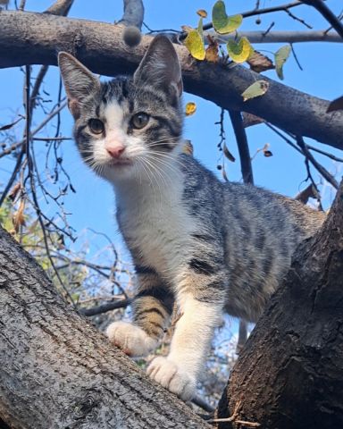 Cute cat named Sol