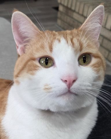 Cute Orange Tabby named General Disarray