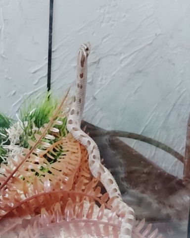 Cute hognose named Caramel
