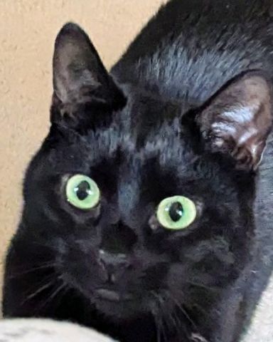 Cute cat named Ventress