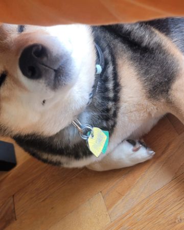 Cute Shiba inu named Ezra