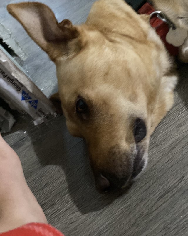 Cute Mutt named Manny