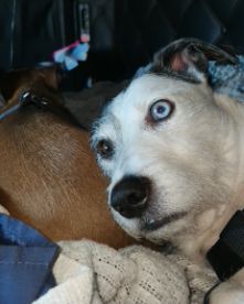 Cute terrier named Willie