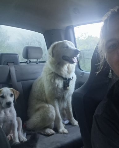 Cute dog named Sammy Miller and austin