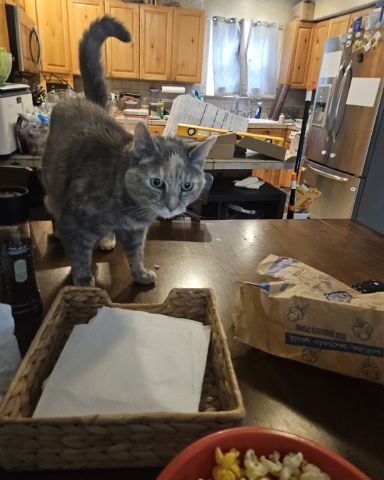 Cute Tortie shell named Saorsire