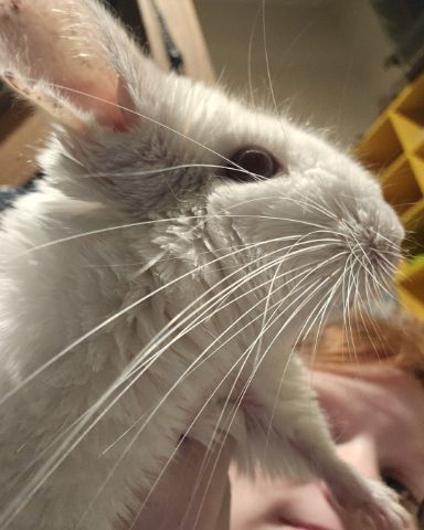 Cute other named Nyx