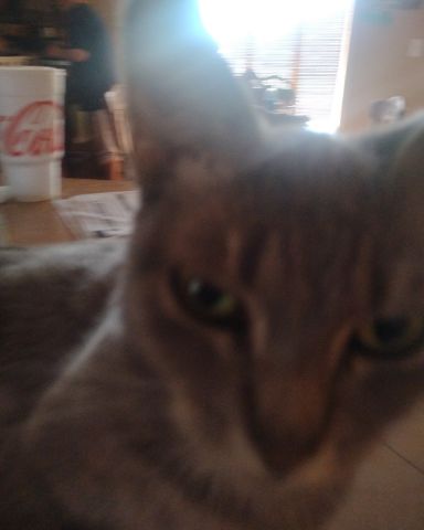 Cute cat named Bell