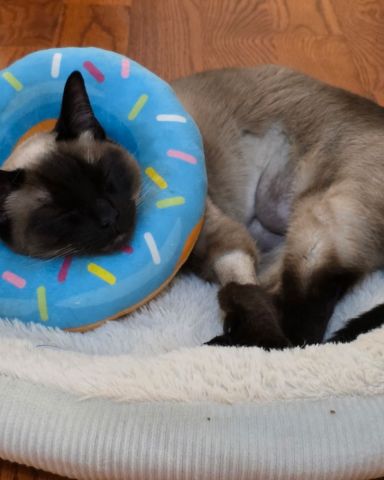 Cute Siamese named Luna🌙💫 (twin of Stella)