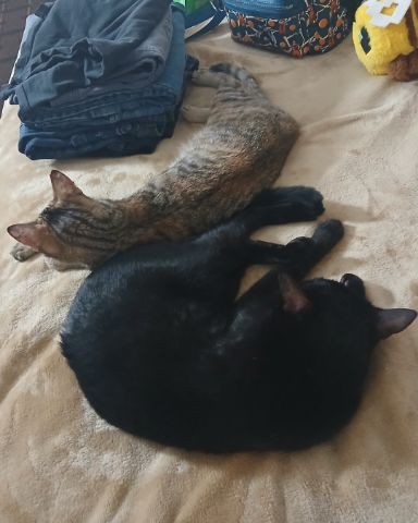 Cute cat named Spookly / Vanilla Bean