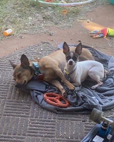 Cute female Chihuahua named joy