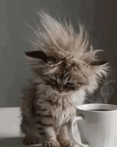 Cute dont know named fluffy