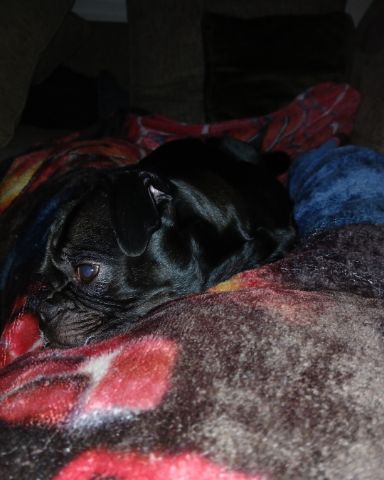 Cute Pug named Biggie Big Pig