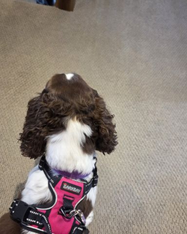 Cute English Springer Spaniel named Sparky