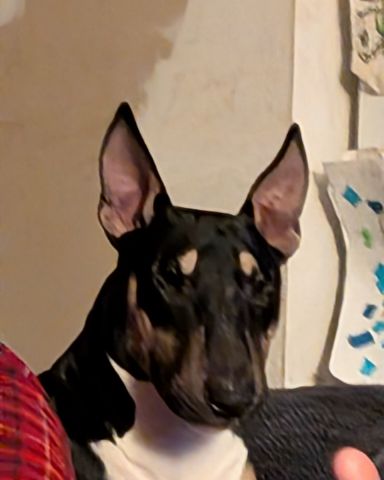 Cute bull terrier named Apache