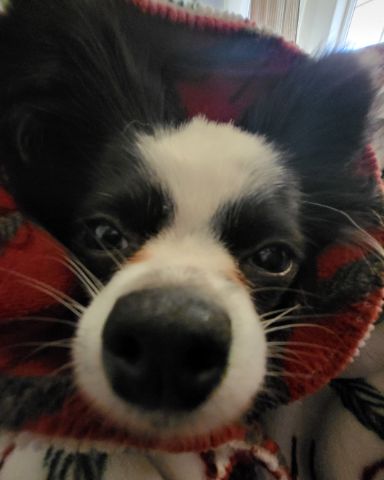 Cute Long haired Chihuahua named Danny