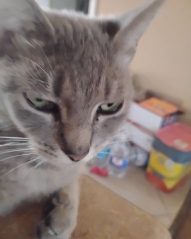 Cute cat named Bell