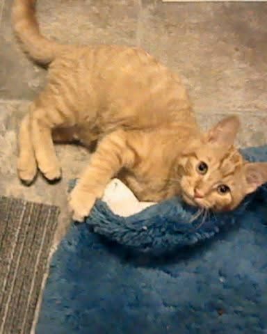 Cute tabby named Tiger