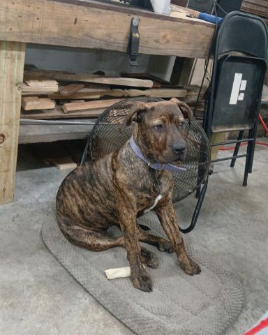 Cute Cain Corso puppy named Girly Girl