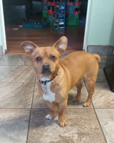 Cute Chihuahua mix named Homer