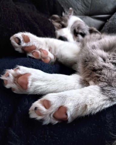 Cute border collie named fenrir