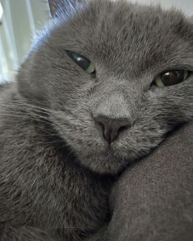 Cute cat named Marshall 🩶 Geoffrey