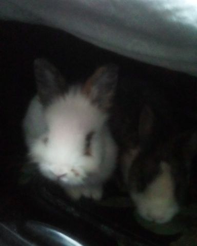 Cute rabbit named stormy and Lola bunny