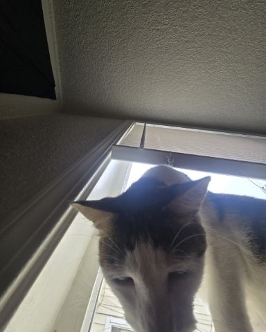 Cute cat named ✨️Zombie ✨️