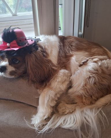 Cute Cavalier King Charles Spaniel named Arya