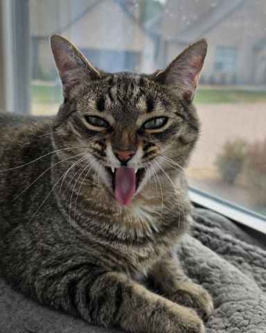 Cute cat named Meep