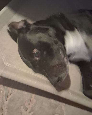 Cute lab named milo